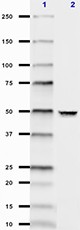 SMI25_PURE_GFAP_Antibody_2_WB_100716