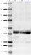 SP17_Ascites_Synaptophysin_Antibody_1_101518