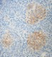 SP8_Purified_Syntaxin_IHC_020615