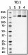 TD-1_HRP_Clathrin_Heavy_Chain_Antibody_WB_082718