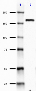TD1_Pure_CLTCL2_Antibody_1_053118