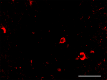 Tau-12_Biotin_Tau-6-18_Antibody_1_121219