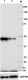 W15097A_DB-HRP_HDAC3_Antibody_WB_2_071918