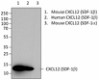 W15149A_PURE_CXCL12_Antibody_071416