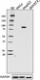 W16098A_PURE_Prox1_Antibody_051017