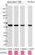 W16197A_DBHRP_beta-actin_Antibody_032918