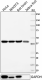 W16197A_PURE_beta-actin_Anitbody_1_101217