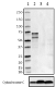 W16207A_PURE_FBXO7_Antibody_4_052118