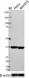 W17079A_DB-HRP_GAPDH_Antibody_1_WB_062218