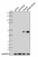 W17128A_Purified_DEPTOR_Antibody_052219_updated.png