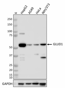 W18177A_PURE_GLUD1_Antibody_1_111219_updated.png