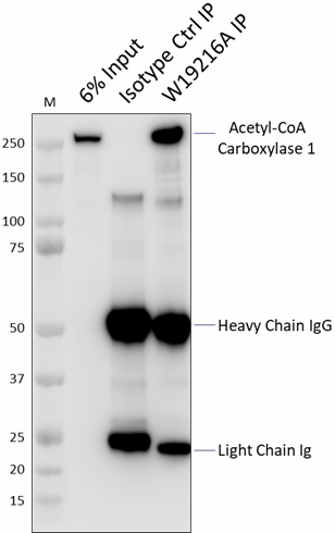 Purified anti-Acetyl-CoA Carboxylase 1 Antibody