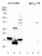 a-Synuclein_Antbody_Sampler_kit_6_051018
