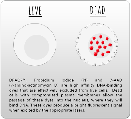 Live Cell Dead Cell Discrimination
