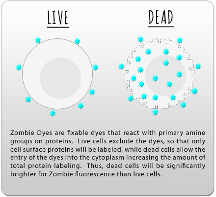 Live Cell Dead Cell Discrimination