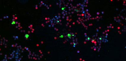 Fluorescent microscopy image with Calcein Red-AM, Helix NP™ Blue, and Apotracker™ Green (Apo-15)