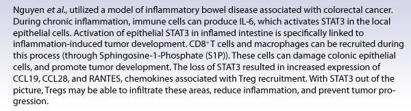 Nguyen et al., utilized a model of inflammatory bowel disease associated with colorectal cancer. During chronic inflammation, immune cells can produce IL-6, which activates STAT3 in the local epithelial cells. Activation of epithelial STAT3 in inflamed intestine is specifically linked to inflammation-induced tumor development. CD8+ T cells and macrophages can be recruited during this process (through Sphingosine-1-Phosphate (S1P)). These cells can damage colonic epithelial cells, and promote tumor development. The loss of STAT3 resulted in increased expression of CCL19, CCL28, and RANTES, chemokines associated with Treg recruitment. With STAT3 out of the picture, Tregs may be able to infiltrate these areas, reduce inflammation, and prevent tumor progression.