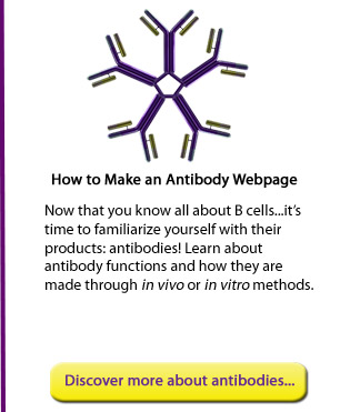 How to Make an Antibody Webpage: Now that you know all about B cells it's time to familiarize yourself with their products: antibodies! Learn about antibody functions and how they are made through in vivo or in vitro methods.