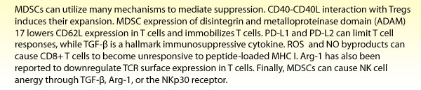 MDSCs can utilize many mechanisms to mediate suppression. CD40-CD40L interaction with Tregs induces their expansion. MDSC expression of disintegrin and metalloproteinase domain (ADAM) 17 lowers CD62L expression in T cells and immobilizes T cells. PD-L1 and PD-L2 can limit T cell responses, while TGF-b is a hallmark immunosuppressive cytokine. ROS  and NO byproducts can cause CD8+ T cells to become unresponsive to peptide-loaded MHC I. Arg-1 has also been reported to downregulate TCR surface expression in T cells. Finally, MDSCs can cause NK cell anergy through TGF-b, Arg-1, or the NKp30 receptor.