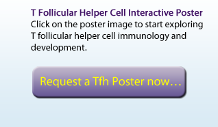 T Follicular Helper Cell Interactive Poster Click on the poster image to start exploring T follicular helper cell immunology and development.