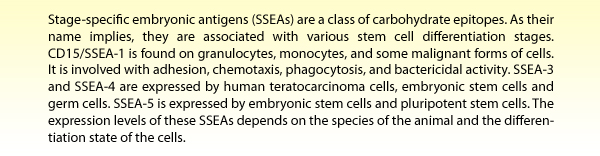 Stage-specific embryonic antigens (SSEAs) are a class of carbohydrate epitopes. As their name implies, they are associated with various stem cell differentiation stages. CD15/SSEA-1 is found on granulocytes, monocytes, and some malignant forms of cells. It is involved with adhesion, chemotaxis, phagocytosis, and bactericidal activity. SSEA-3 and SSEA-4 are expressed by human teratocarcinoma cells, embryonic stem cells and germ cells. SSEA-5 is expressed by embryonic stem cells and pluripotent stem cells. The expression levels of these SSEAs depends on the species of the animal and the differentiation state of the cells.