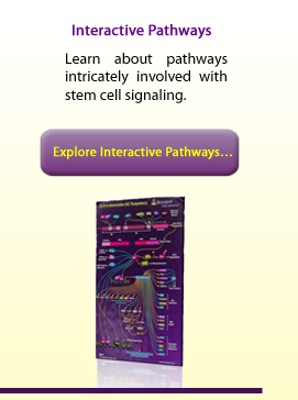 Interactive Pathway: Learn about comprehensive pathways intricately involved with stem cell signaling.