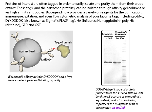 Proteins of interest are often tagged in order to easily isolate and purify them from their crude extract. These tags (and their attached proteins) can be isolated through affinity gel columns or via high affinity antibodies. BioLegend now provides a variety of reagents for the purification, immunoprecipitation, and even flow cytometric analysis of your favorite tags, including c-Myc, DYKDDDDK (also known as Sigma's FLAG tag), HA (Influenza Hemagglutinin), poly-His (histidine), GFP, and GST.
