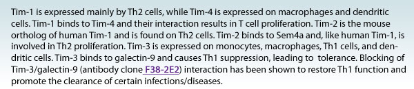 Tim-1 is expressed mainly by Th2 cells, while Tim-4 is expressed on macrophages and dendritic cells. Tim-1 binds to Tim-4 and their interaction results in T cell proliferation. Tim-2 is the mouse ortholog of human Tim-1 and is found on Th2 cells. Tim-2 binds to Sem4a and, like human Tim-1, is involved in Th2 proliferation. Tim-3 is expressed on monocytes, macrophages, Th1 cells, and dendritic cells. Tim-3 binds to galectin-9 and causes Th1 suppression, leading to  tolerance. Blocking of Tim-3/galectin-9 (antibody clone F38-2E2) interaction has been shown to restore Th1 function and promote the clearance of certain infections/diseases.