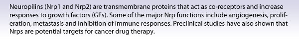 Neuropilins (Nrp1 and Nrp2) are transmembrane proteins that act as co-receptors and increase responses to growth factors (GFs). Some of the major Nrp functions include angiogenesis, proliferation, metastasis and inhibition of immune responses. Preclinical studies have also shown that Nrps are potential targets for cancer drug therapy.