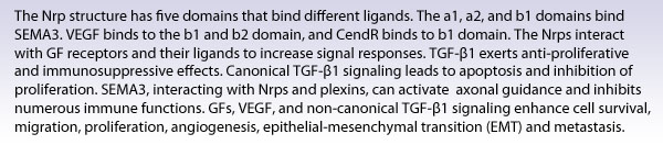 The Nrp structure has five domains that bind different ligands. The a1, a2, and b1 domains bind SEMA3. VEGF binds to the b1 and b2 domain, and CendR binds to b1 domain. The Nrps interact with GF receptors and their ligands to increase signal responses. TGF-?1 exerts anti-proliferative and immunosuppressive effects. Canonical TGF-?1 signaling lead to apoptosis and inhibition of proliferation. SEMA3, interacting with Nrps and plexins, can activate  axonal guidance and inhibits numerous immune functions. GFs, VEGF, and non-canonical TGF-?1 signaling enhance cell survival, migration, proliferation, angiogenesis, epithelial-mesenchymal transition (EMT) and metastasis.