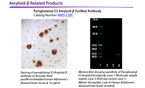 Amyloid Beta Related Products: Catalog Number MMS-5280 Pyroglutamyl E3 Amyloid Beta Purified Antibody Staining of pyroglutamyl E3 Amyloid Beta antibody on formalin-fixed paraffin-embedded human Alzheimer’s diseased brain tissue at 10 μg/ml. Western Blot showing specificity of Pyroglutamyl E3 Amyloid Beta antibody. Lane 1:Molecular weight marker, Lane 2: BSA neg control, Lane 3: ABeta1-40 peptide, Lane 4: Human Alzheimer’s disesased brain lysate (treated).