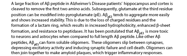 A large fraction of Aβ peptide in Alzheimer’s Disease patients’  hippocampus and cortex is cleaved to remove the first two amino acids. Subsequently, glutamate at the third residue position can be modified into pyroglutamate (pE). AβpE3 tends to aggregate more easily and shows increased stability. This is due to the loss of charged residues and the formation of a lactam ring, which results in increased hydrophobicity, enhanced β-sheet formation, and resistance to peptidases. It has been postulated that AβpE3  is more toxic to neurons and astrocytes when compared to full length Aβ peptide. Like other Aβ peptides, AβpE3 can form soluble oligomers.  These oligomers slip between synapses, depressing excitatory activity and inducing synaptic failure and cell death. Oligomers can then join together to make amyloid plaques, which trigger inflammatory responses.
