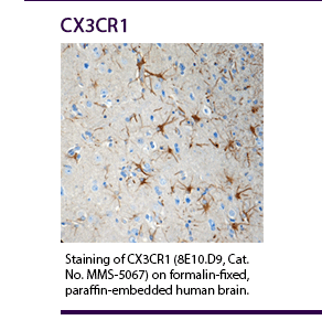 Staining of CX3CR1 (8E10.D9, Cat. No. MMS-5067) on formalin-fixed, paraffin-embedded human brain.