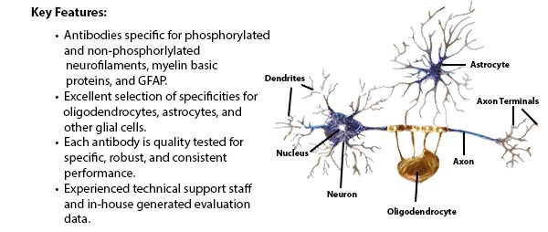 Key Features: Antibodies specific for phosphory lated and non-phosphorlylated neurofilaments, myelin basic proteins, and GFAP. Excellent selection of specificities for oligodendrocytes, astrocytes, and other glial cells. Each high quality antibody is quality tested for specific, robust, and consistent performance. Experienced technical support staff and in-house generated evaluation data.