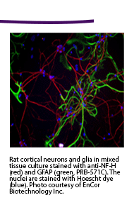 Rat cortical neurons and glia in mixed tissue culture stained with anti-NF-H (red) and GFAP (green, PRB-571C). The nuclei are stained with Hoescht dye (blue). Photo courtesy of EnCor Biotechnology Inc.