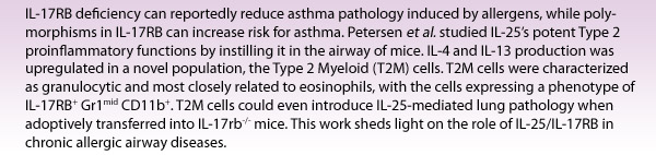IL-17RB deficiency can reportedly reduce asthma pathology induced by allergens, while polymorphisms in IL-17RB can increase risk for asthma. Petersen et al. studied IL-25's potent Type 2 proinflammatory functions by instilling it in the airway of mice. IL-4 and IL-13 production was upregulated in a novel population, the Type 2 Myeloid (T2M) cells. T2M cells were characterized as granulocytic and most closely related to eosinophils, with the cells expressing a phenotype of IL-17RB+ Gr1mid CD11b+. T2M cells could even introduce IL-25-mediated lung pathology when adoptively transferred into IL-17rb-/- mice. This work sheds light on the role of IL-25/IL-17RB in chronic allergic airway diseases.