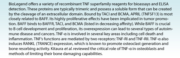 BioLegend offers a variety of recombinant TNF superfamily reagents for bioassays and ELISA detection. These proteins are typically trimeric and possess a soluble form that can be created by the cleavage of an extracellular domain. Bound by TACI and BCMA, APRIL (TNFSF13) is most closely related to BAFF. Its highly proliferative effects have been implicated in tumor promotion. BAFF binds to BAFFR, TACI, and BCMA (listed in decreasing affinity). While BAFF is crucial to B cell development and proliferation, its overexpression can lead to several types of autoimmune disease and cancers. TNF-a is involved in several key areas including cell death and inflammation. TNF's functions are mediated by two receptors: TNF-RI and TNF-RII. TNF-a also induces RANKL (TRANCE) expression, which is known to promote osteoclast generation and bone resorbing activity. Kitaura et al. reviewed the critical role of TNF-a in osteoblasts and methods of limiting their bone damaging capabilities.
