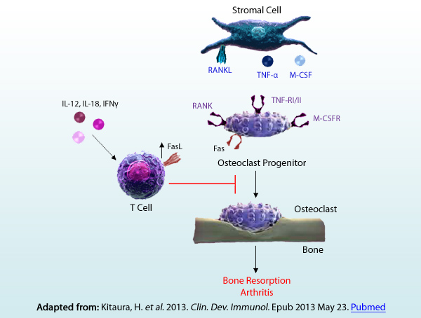 Adapted from: Kitaura, H. et al. 2013. Clin. Dev. Immunol. Epub 2013 May 23. Pubmed.