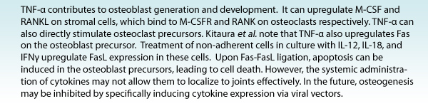 TNF-a contributes to osteoblast generation and development. It can upregulate M-CSF and RANKL on stromal cells, which bind to M-CSFR and RANK on osteoclasts respectively. TNF-a can also directly stimulate osteoclast precursors. Kitaura et al. note that TNF-a also upregulates Fas on the osteoblast precursor. Treatment of non-adherent cells in culture with IL-12, IL-18, and IFNy upregulate FasL expression in these cells. Upon Fas-FasL ligation, apoptosis can be induced in the osteoblast precursors, leading to cell death. However, the systemic administration of cytokines may not allow them to localize to joints effectively. In the future, osteogenesis may be inhibited by specifically inducing cytokine expression via viral vectors.