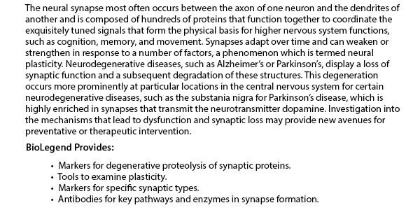 The neural synapse most often occurs between axon of one neuron and the dendrites of another and is composed of hundreds of proteins that function together to coordinate the exquisitely tuned signals that form the physical basis for higher nervous system functions, such as cognition, memory, or movement. Synapses adapt over time and can weaken or strengthen in response to a number of factors, a phenomenon which is termed neural plasticity. Neurodegenerative diseases, such as Alzheimer’s or Parkinson’s, display a loss of synaptic function and a subsequent degradation of these structures. This degeneration occurs more prominently at particular locations in the central nervous system for certain neurodegenerative diseases, such as the substania nigra for Parkinson’s disease, which is highly enriched in synapses that transmit the neurotransmitter dopamine. Investigation into the mechanisms that lead to dysfunction and synaptic loss may provide new avenues for preventative or therapeutic intervention.