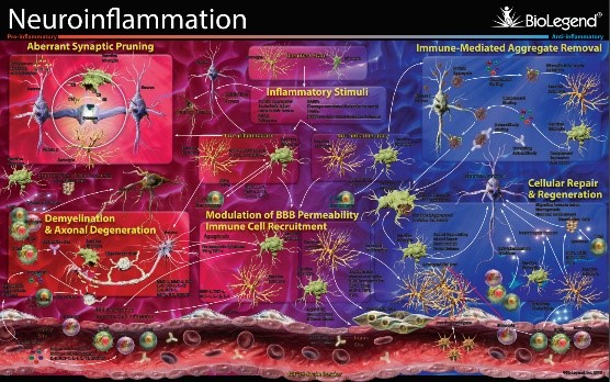 Neuroinflammation Poster