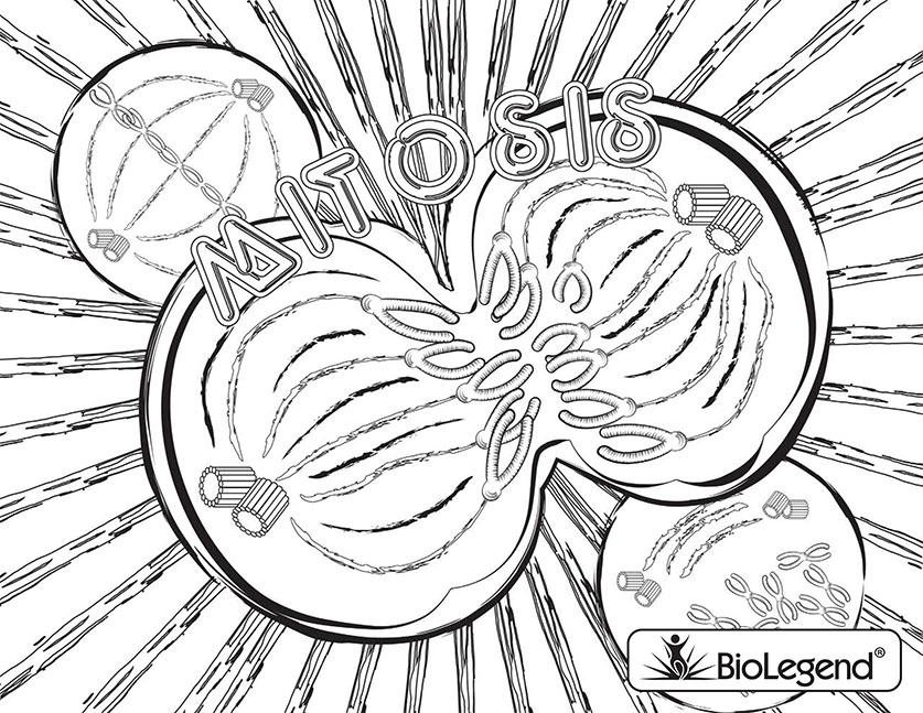 free-printable-biology-coloring-pages