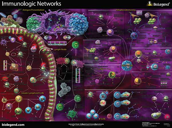 Biolegend: Immunologic Networks from BioLegend