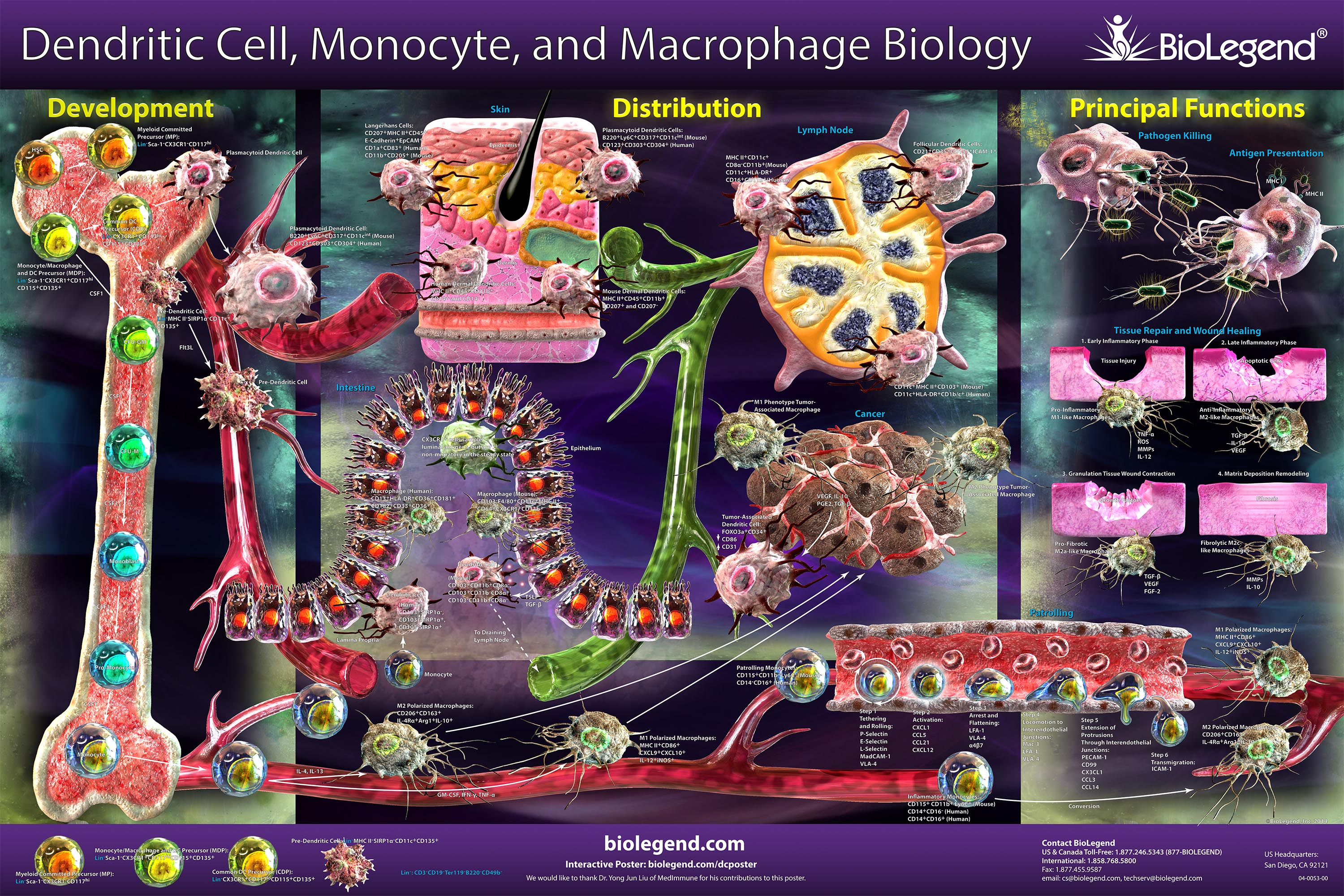 Dendritic Cell, Monocyte, and Macrophage Biology