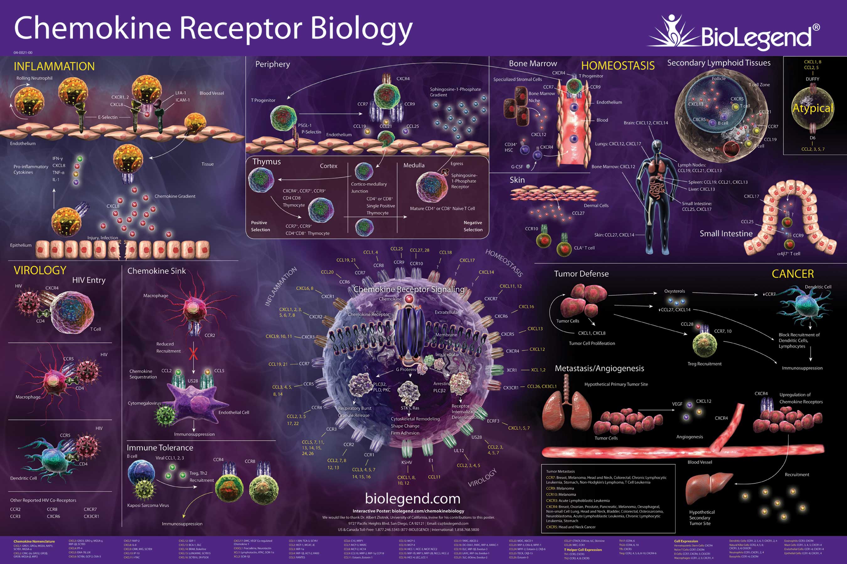 Chemokine Receptor Biology
