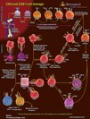 CD4 and CD8 T-Cell Lineage Pathway