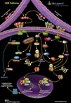 Lymphotoxin-beta Receptor Pathway