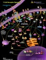 T-Cell Receptor Signaling Pathway