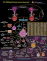 TH1 Pathway (Cellular Immune Response) Pathway