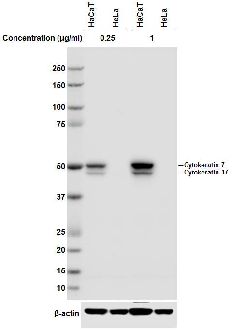 Purified anti-Cytokeratin 7/17 Antibody anti-Cytokeratin 7/17 - C-46